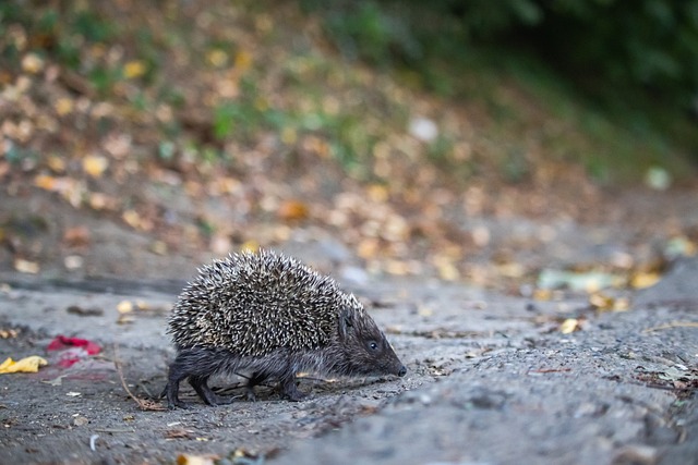 为何会突然 为何会突然